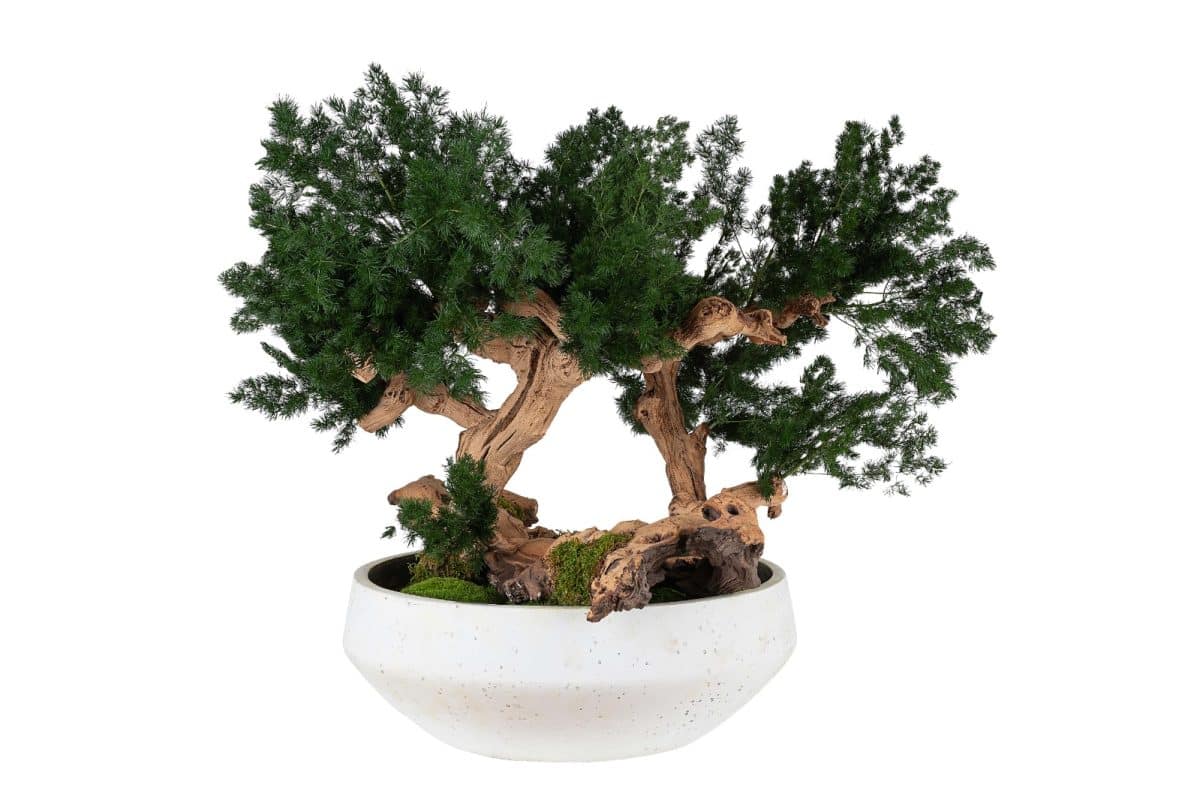 Bonsai in stile zen con Asparagus stabilizzato